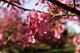 Pink Tree Spring