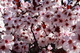 Plum Tree Spring Blooms