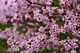 Plum Tree Spring Blossom
