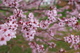 Plum Tree Spring