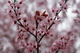 Plum Tree Blooms