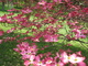 Pretty Yard Pink Dogwood Flowers