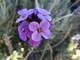 Purple Flowers Cluster