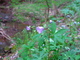 Purple Wildflower Beside Creek