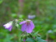 Purple Spring Wildflower