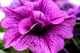 Beautiful Purple Pink Flower