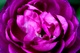 Large Purple Rose