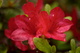 Rain Drop Azaleas
