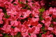 Red Azalea Flowers Spring