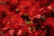 Red Azalea Flowers