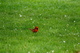 Red Cardinal Bird Spring