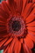 Red Daisy Verticle