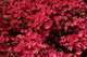 Red Flower Bush Azalea
