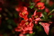 Red Flower Spring