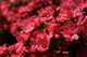 Red Flowers Spring Azalea
