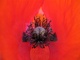 Red Poppy Flower Macro