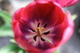 Red Spring Tulip Macro
