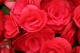 Red Begonia Flowers