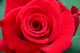 Beautiful Red Rose