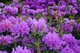 Rododendron field