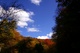 Seneca Creek Trees