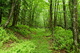 Seneca Nature Trail