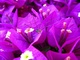 Spider Purple Flower
