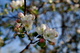 Spring Apple Tree Bloom