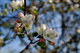 Spring Apple Tree Bloom