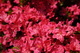 Spring Azaleas