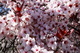Spring Bloom Plum Tree