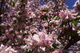 Spring Flower Blossoms
