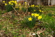 Spring Daffodils House Porch