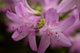 Spring Flower Purple Azalea
