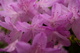 Spring Purple Azalea Flower