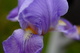 Spring Blue Iris Flower