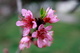 Spring Peach Fruit Blossoms
