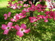 Spring Pink Dogwood Tree