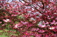 Spring Pink Dogwood Flower Blooming