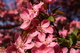 Spring Pink Flower Blue Sky