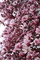 Spring Tree Flower Bloom