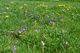 Springtime Grass Flowers