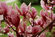 Tulip Tree Flower Spring