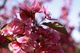 Tree Pink Bloom Spring