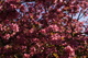 Tree Pink Spring Bloom