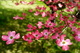 Tree Pink Dogwood Flowers