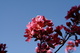 Tree Pink Flower Blue Sky