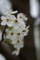 Tree Spring Pear Blossom