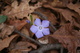 Violet Forest Flower