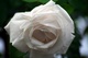 White Rose After Rain